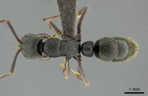 Bothroponera ilgii specimen