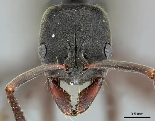 Bothroponera ilgii specimen