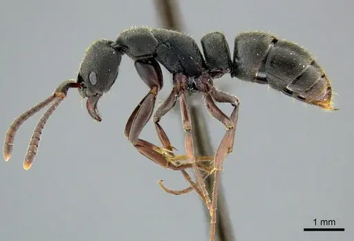 Bothroponera ilgii specimen