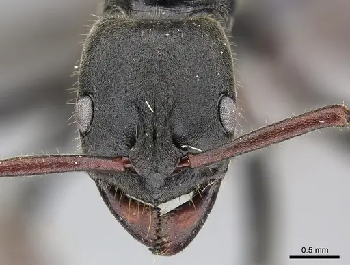 Bothroponera kruegeri specimen