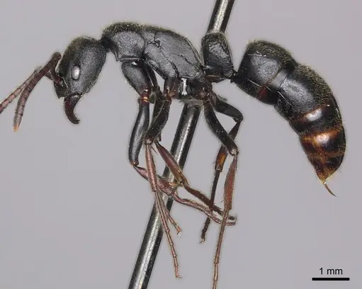 Bothroponera kruegeri specimen