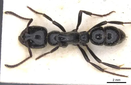 Bothroponera laevissima specimen