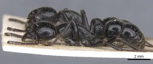 Bothroponera laevissima specimen