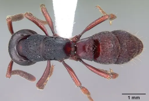 Bothroponera masoala specimen