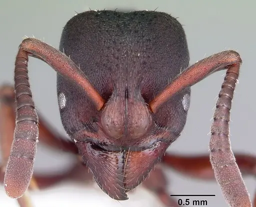 Bothroponera masoala specimen