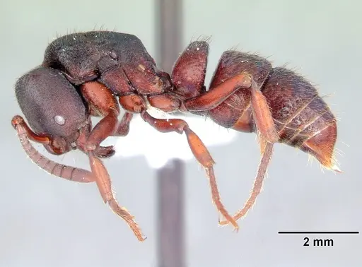 Bothroponera masoala specimen
