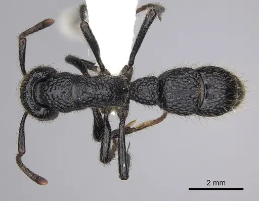 Bothroponera pumicosa specimen