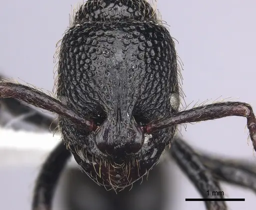 Bothroponera pumicosa specimen