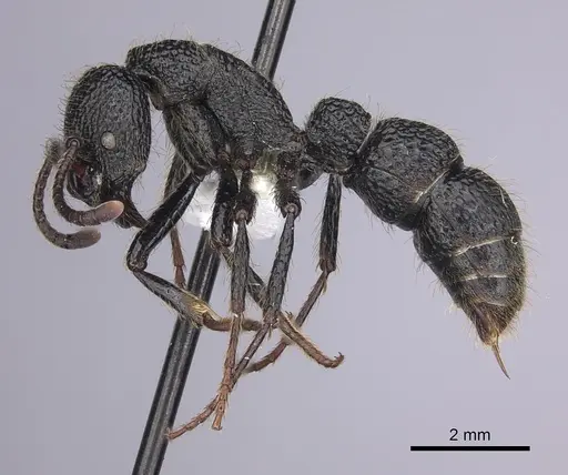 Bothroponera pumicosa specimen