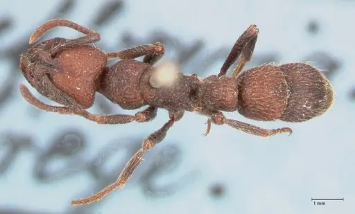 Bothroponera pumicosa - FOCOL0954