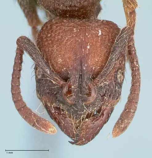 Bothroponera pumicosa - FOCOL0954