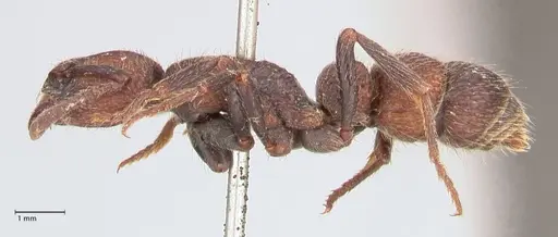 Bothroponera pumicosa - FOCOL0954