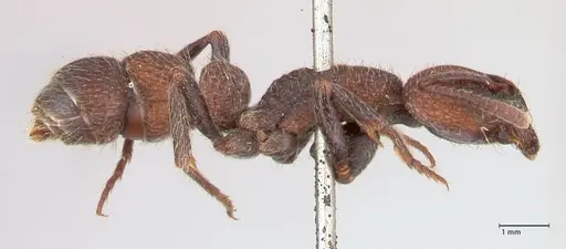 Bothroponera pumicosa - FOCOL0954