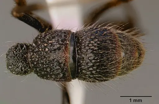 Bothroponera pumicosa - SAM-HYM-C000154A