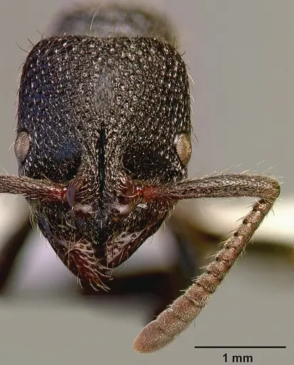 Bothroponera pumicosa - SAM-HYM-C000154A