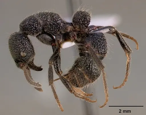 Bothroponera pumicosa - SAM-HYM-C000154A