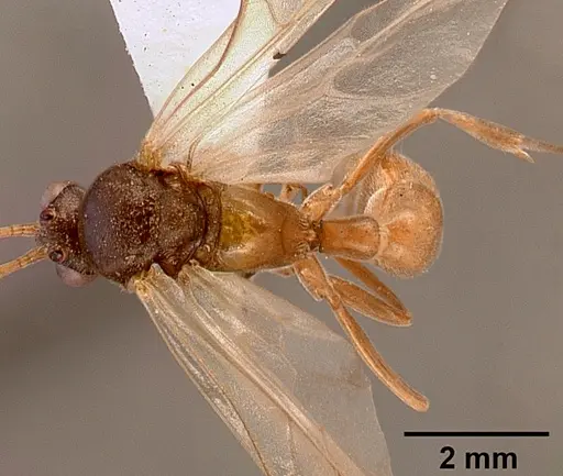 Bothroponera pumicosa - SAM-HYM-C000154B