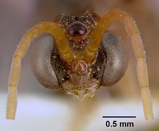 Bothroponera pumicosa - SAM-HYM-C000154B