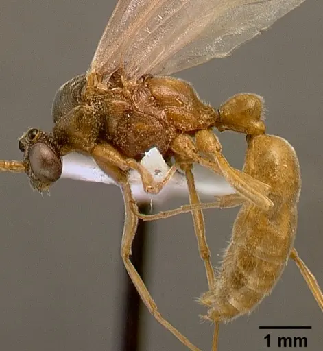 Bothroponera pumicosa - SAM-HYM-C000154B