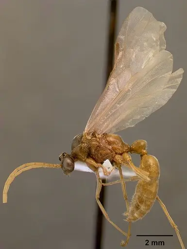 Bothroponera pumicosa - SAM-HYM-C000154B