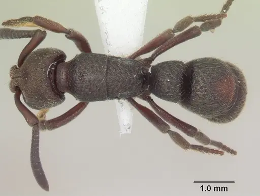 Bothroponera pumicosa - SAM-HYM-C009280A