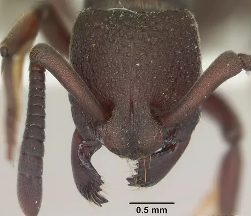 Bothroponera pumicosa - SAM-HYM-C009280A