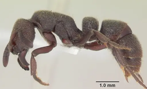 Bothroponera pumicosa - SAM-HYM-C009280A