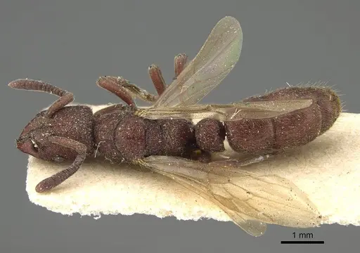 Bothroponera rubescens specimen