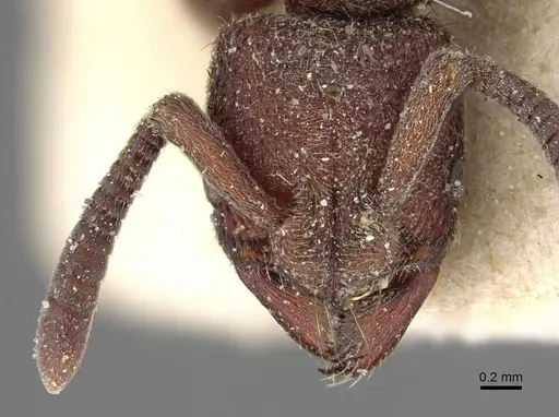 Bothroponera rubescens specimen
