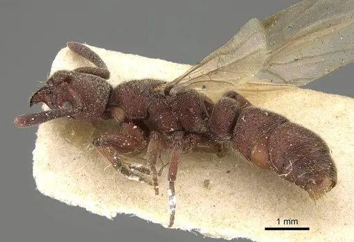 Bothroponera rubescens specimen