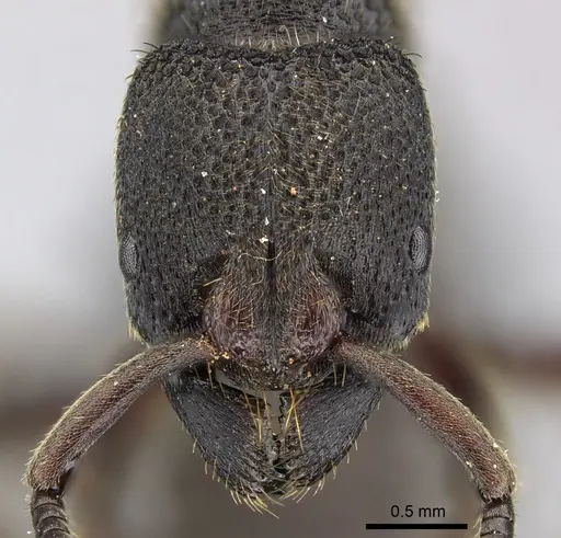 Bothroponera sculpturata specimen