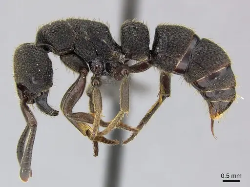 Bothroponera sculpturata specimen