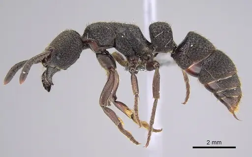 Bothroponera sculpturata - CASENT0815957