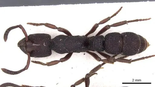 Bothroponera sculpturata - CASENT0902469