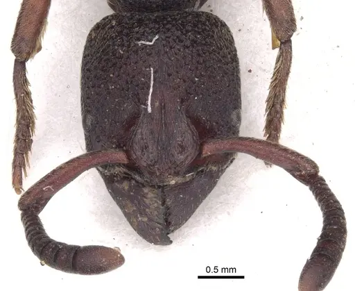 Bothroponera sculpturata - CASENT0902469