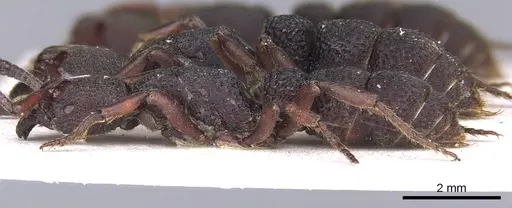 Bothroponera sculpturata - CASENT0902469