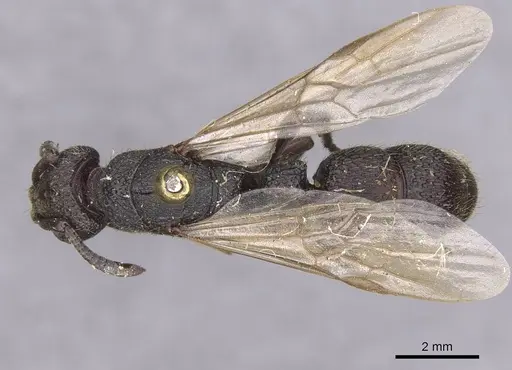 Bothroponera sculpturata - CASENT0915469