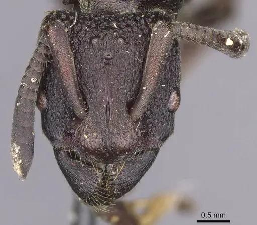 Bothroponera sculpturata - CASENT0915469