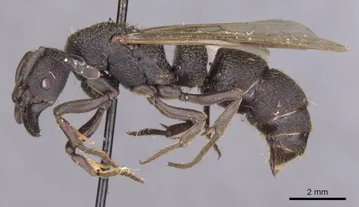 Bothroponera sculpturata - CASENT0915469