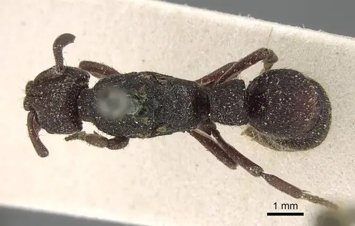 Bothroponera sculpturata - CASENT0922360