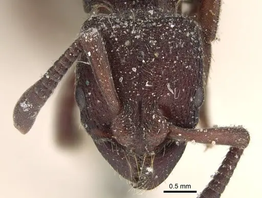 Bothroponera sculpturata - CASENT0922360