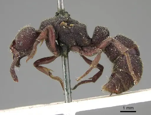 Bothroponera sculpturata - CASENT0922360