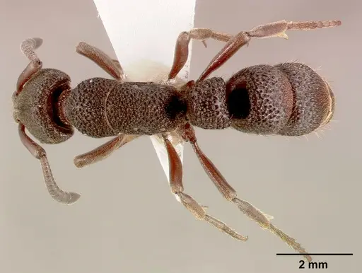 Bothroponera sculpturata - SAM-HYM-C002608A