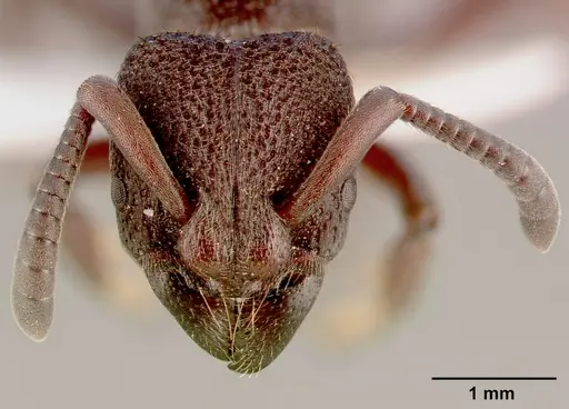 Bothroponera sculpturata - SAM-HYM-C002608A