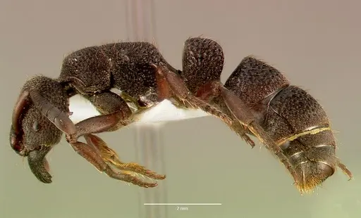 Bothroponera sculpturata - SAM-HYM-C002608A