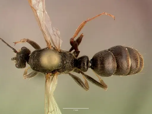 Bothroponera sculpturata - SAM-HYM-C009483A