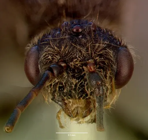 Bothroponera sculpturata - SAM-HYM-C009483A