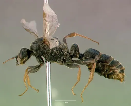 Bothroponera sculpturata - SAM-HYM-C009483A