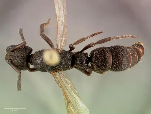 Bothroponera sculpturata - SAM-HYM-C009483B