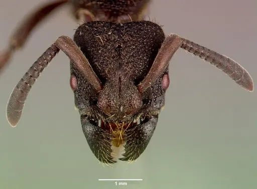 Bothroponera sculpturata - SAM-HYM-C009483B